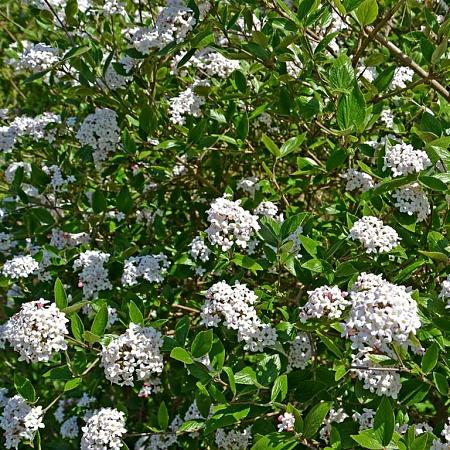 Viburnum carlesii Pot 25 Liter 150 - 175 cm struik
