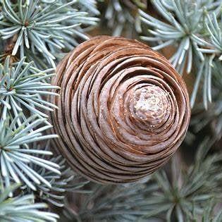 Cedrus atl. 'Glauca Pendula' Kluit 200 - 225 cm