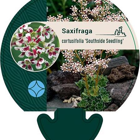 Saxifraga cot. 'Southside Seedling' Pot 9 cm