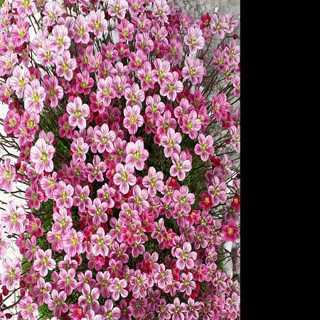 Saxifraga (A) 'Purpurteppich' Pot 9 cm