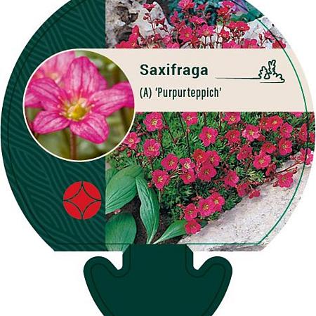 Saxifraga (A) 'Purpurteppich' Pot 9 cm