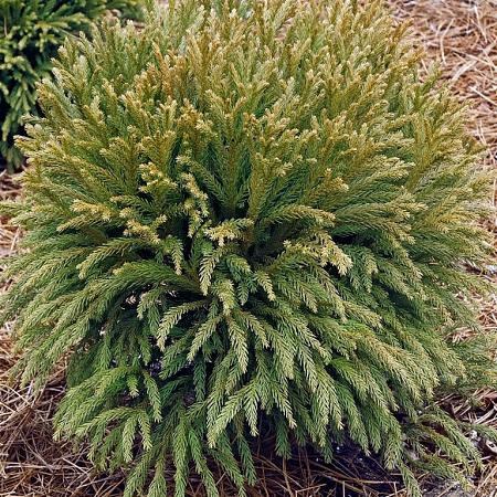 Cryptomeria j. 'Globosa Nana' Kluit 40 - 50 cm