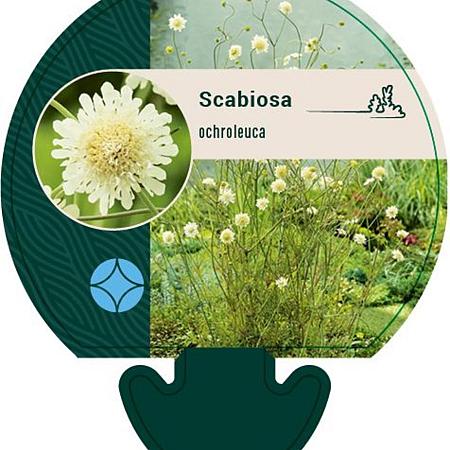 Scabiosa ochroleuca Pot 9 cm