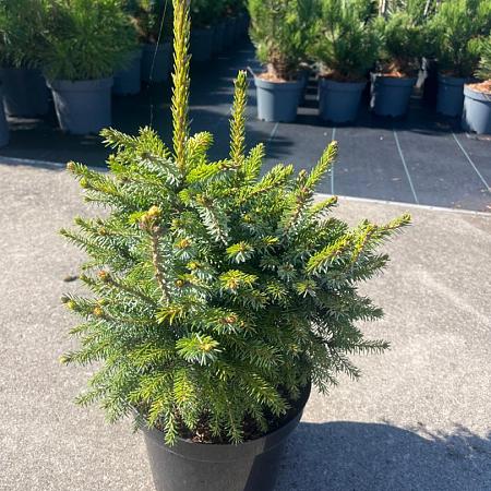 Picea omorika 'Nana' Pot 7,5 Liter 40 - 50 cm