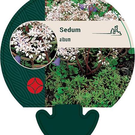 Sedum album Pot 9 cm