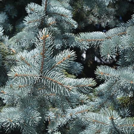 Picea pungens glauca Pot 7,5 Liter 50 - 60 cm