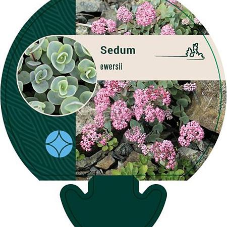 Sedum ewersii Pot 9 cm