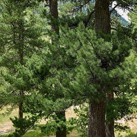Pinus cembra 'Glauca' Pot 5 Liter 