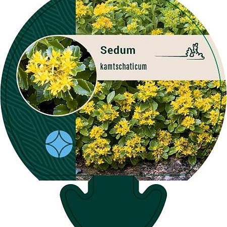 Sedum kamtschaticum Pot 9 cm