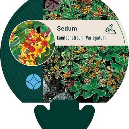 Sedum kamtsch. 'Variegatum' Pot 9 cm