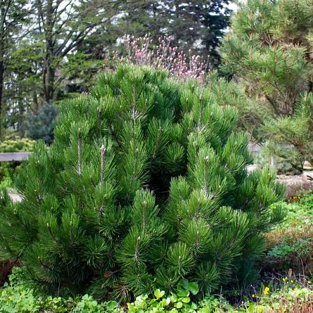 Pinus mugo 'Columbo' Pot 7,5 Liter 50 - 60 cm