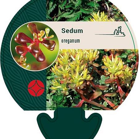 Sedum oreganum Pot 9 cm