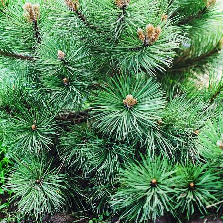 Pinus mugo 'Ophir' Pot 15 liter 