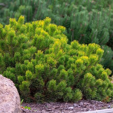 Pinus mugo pumilio Pot 10 liter 40 - 50 cm