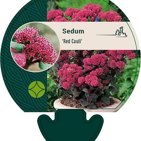 Sedum 'Red Cauli' Pot 9 cm