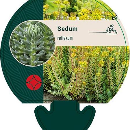 Sedum reflexum Pot 9 cm