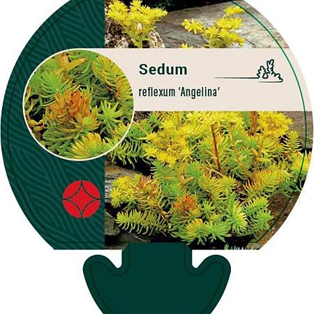 Sedum reflexum 'Angelina' Pot 9 cm