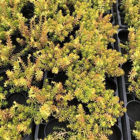 Sedum reflexum 'Angelina' Pot 9 cm