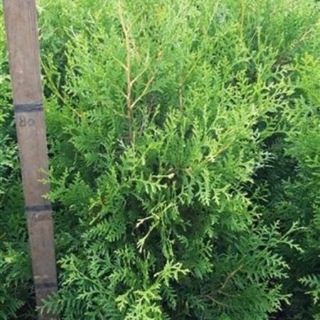 Thuja occ. 'Brabant' Kluit 80 - 100 cm