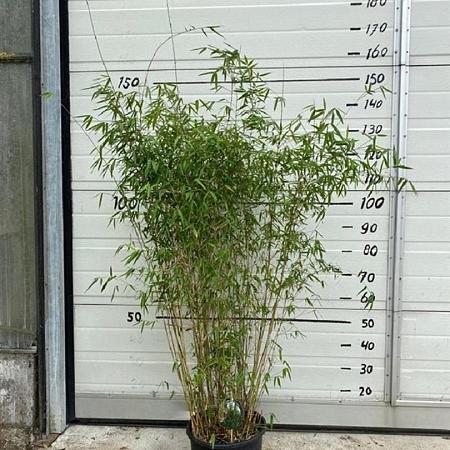 Fargesia 'Jiuzhaigou 1' Pot 10 liter 125 - 150 cm