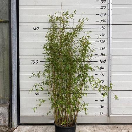 Fargesia 'Jiuzhaigou 1' Pot 10 liter 125 - 150 cm
