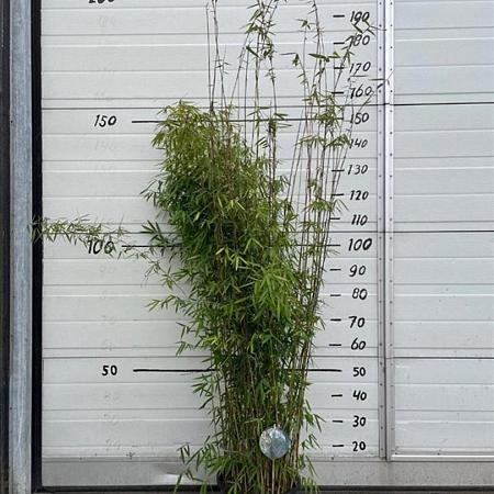 Fargesia 'Jiuzhaigou 1' Pot 10 liter 125 - 150 cm