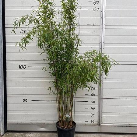 Fargesia 'Jiuzhaigou 1' Pot 10 liter 125 - 150 cm