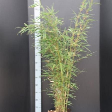 Fargesia robusta 'Campbell' Pot 10 liter 100 - 125 cm