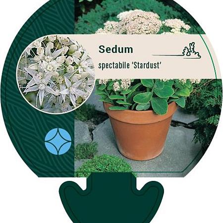 Sedum spectabile 'Stardust' Pot 9 cm