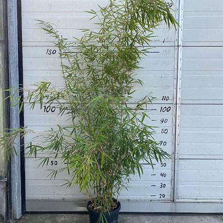 Fargesia robusta 'Campbell' Pot 10 liter 125 - 150 cm
