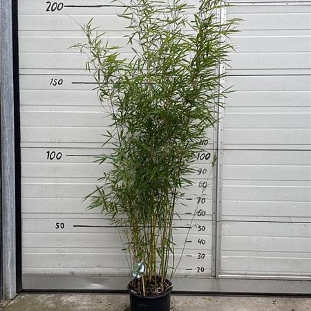 Fargesia robusta 'Campbell' Pot 10 liter 125 - 150 cm