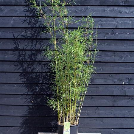 Fargesia robusta 'Campbell' Pot 20 Liter 175 - 200 cm