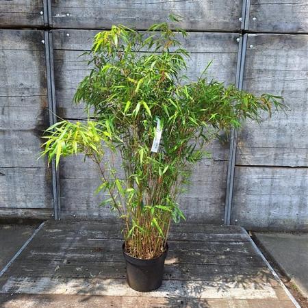 Fargesia rufa Pot 20 Liter 125 - 150 cm