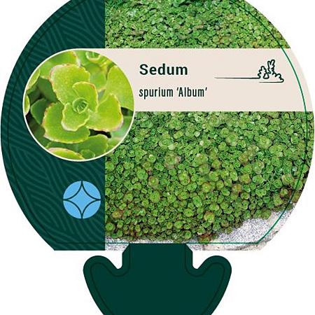 Sedum spurium 'Album' Pot 9 cm