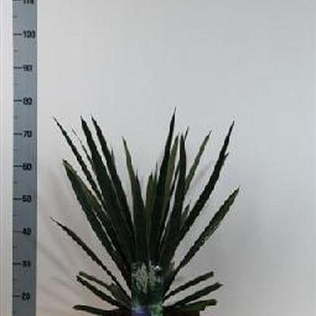 Yucca filamentosa Pot 7,5 Liter 40 - 50 cm