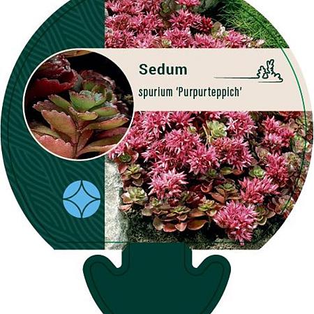 Sedum spurium 'Purpurteppich' Pot 9 cm
