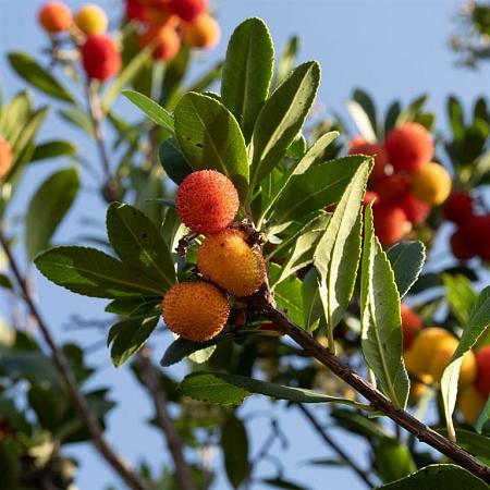 Arbutus unedo Pot 180 liter 300 - 350 CM Meerstammig