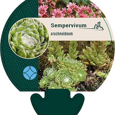 Sempervivum arachnoideum Pot 9 cm