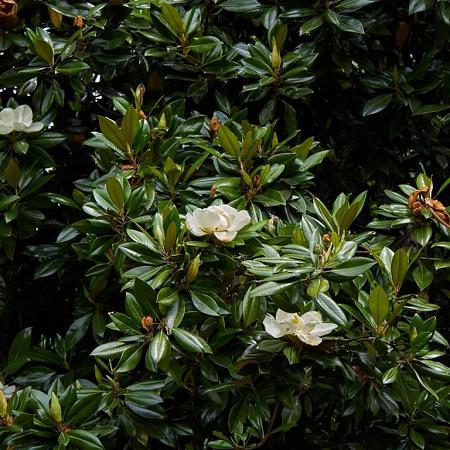 Magnolia grandiflora Pot 45 Liter 125 - 150 cm Meerstammig