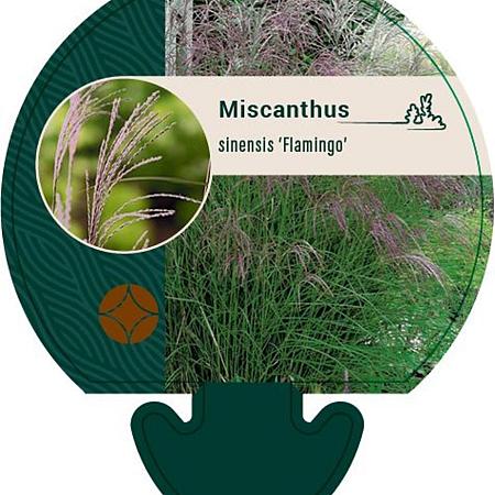 Miscanthus sin. 'Flamingo' Pot 9 cm