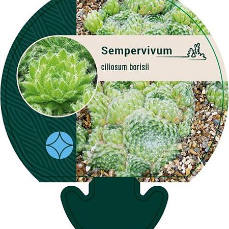 Sempervivum ciliosum borisii Pot 9 cm