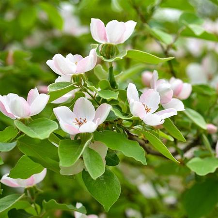 Cydonia o. 'Champion' Pot 130 liter Halfstam (Stamomtrek 20-25 cm)