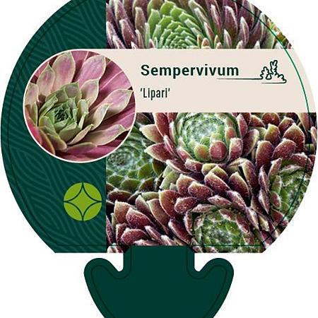 Sempervivum 'Lipari' Pot 9 cm