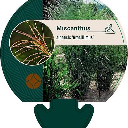 Miscanthus sin. 'Gracillimus' Pot 9 cm