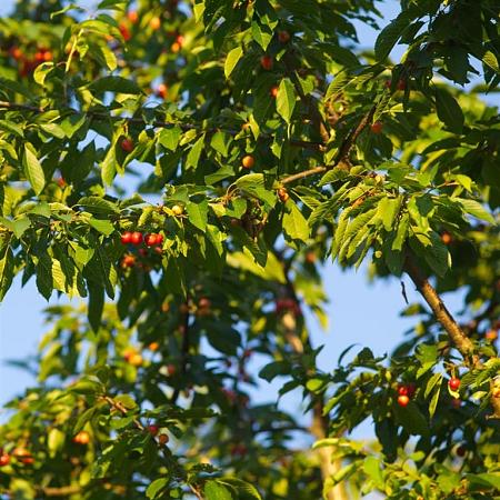 Prunus a. 'Regina' Pot 130 liter Halfstam (Stamomtrek 30-35 cm)