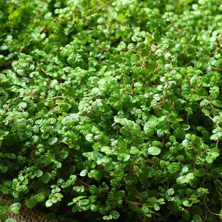 Soleirolia soleirolii Pot 9 cm
