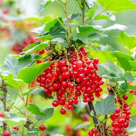 Ribes r. 'Jonkheer van Tets' Pot 7,5 Liter 80 - 100 cm