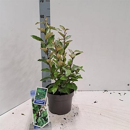 Elaeagnus ebb. 'Compacta' Pot 3 Liter 30 - 40 cm