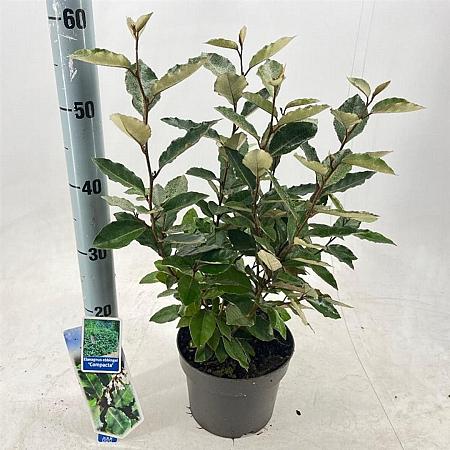 Elaeagnus ebb. 'Compacta' Pot 3 Liter 30 - 40 cm