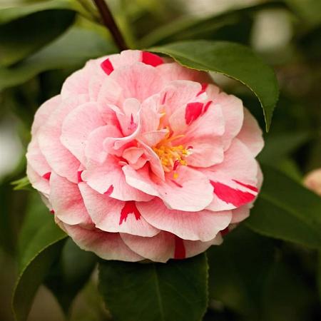 Camellia j. 'Bonomiana' Pot 5 Liter 60 - 70 cm
